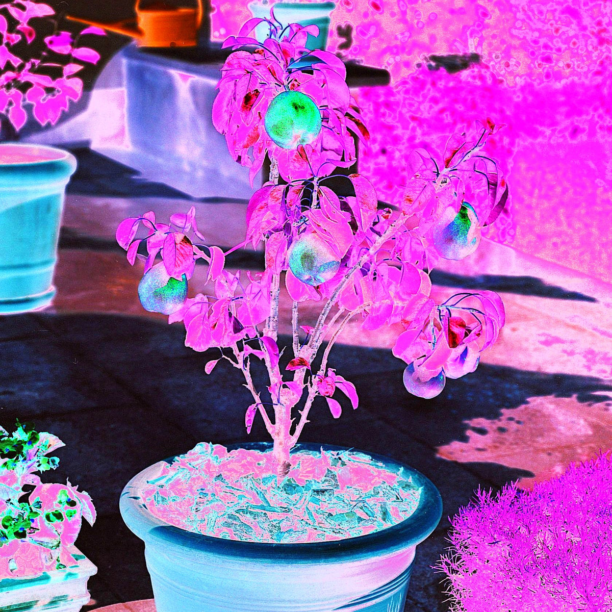 Birne 'Garden Gem' -R- (Pyrus com.)