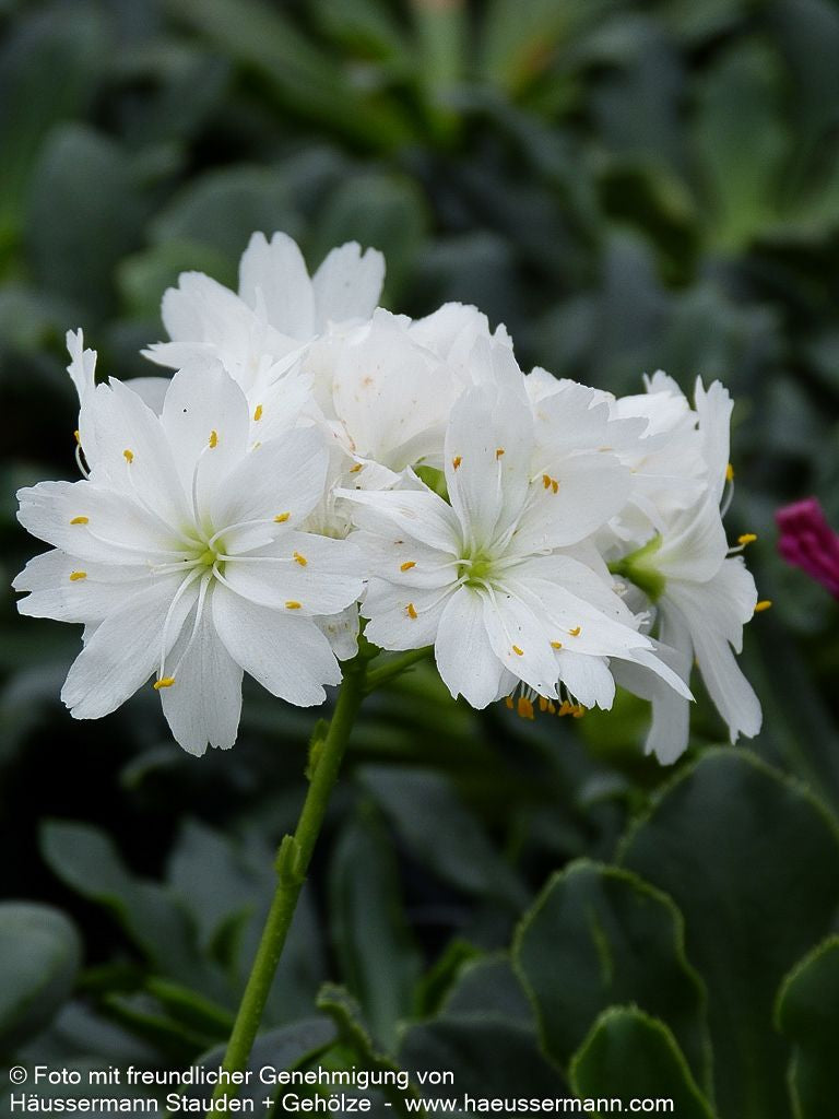 Bitterwurz (Lewisia cotyledon)