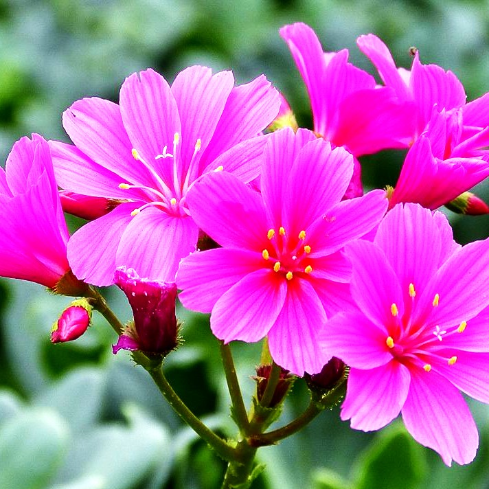 Bitterwurz (Lewisia cotyledon)