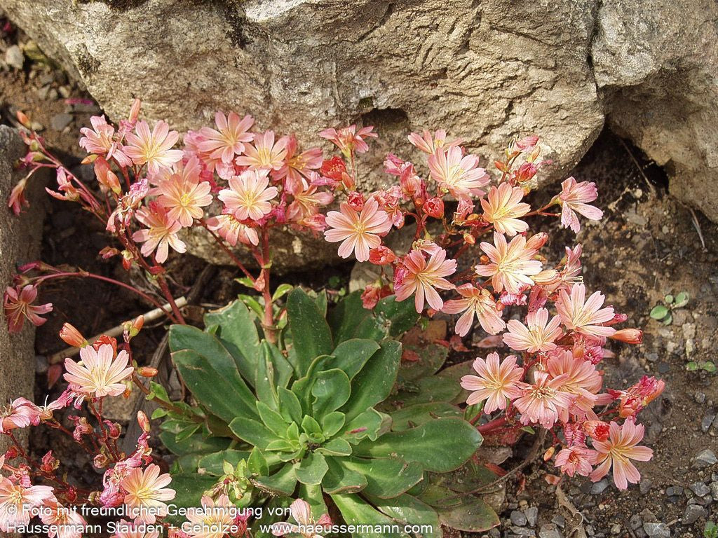 Bitterwurz (Lewisia cotyledon)