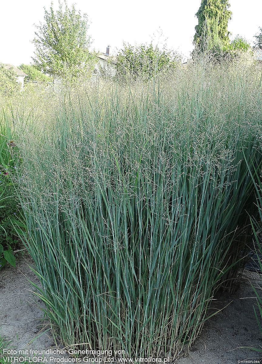 Bläuliche Ruten-Hirse 'Heavy Metal' (Panicum virgatum)