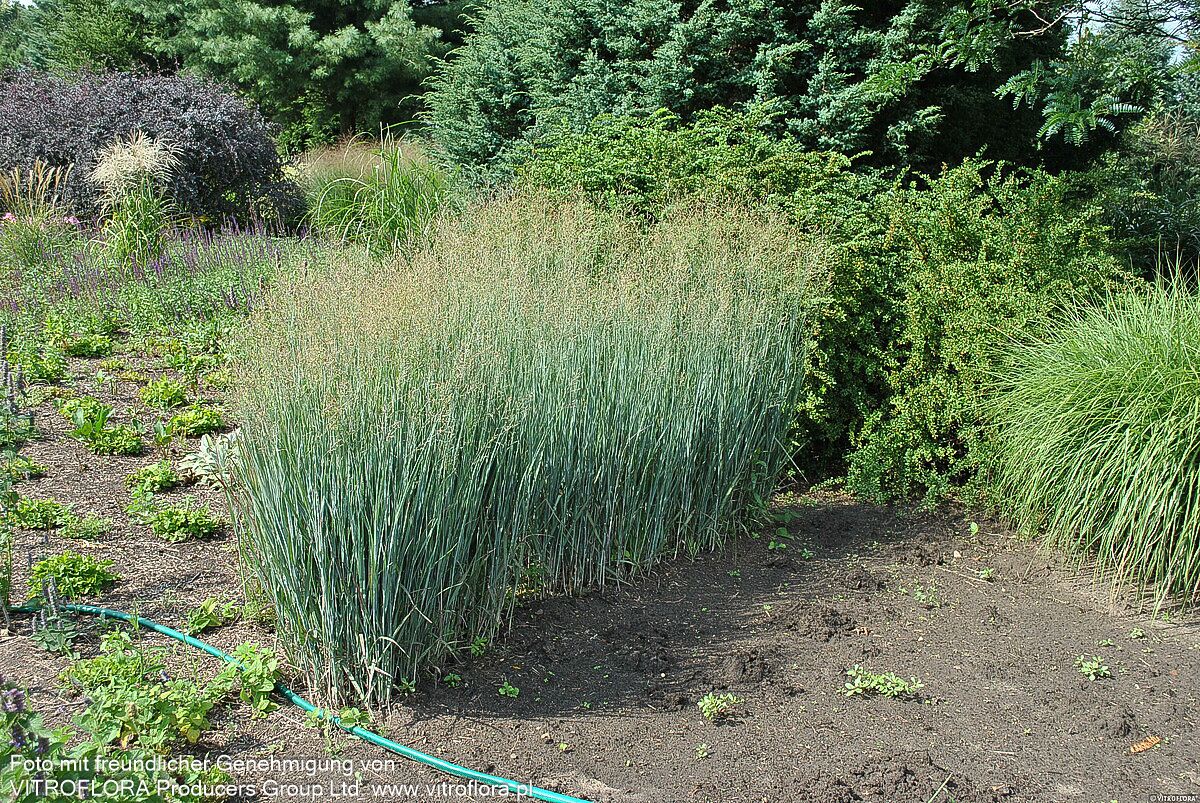 Bläuliche Ruten-Hirse 'Heavy Metal' (Panicum virgatum)