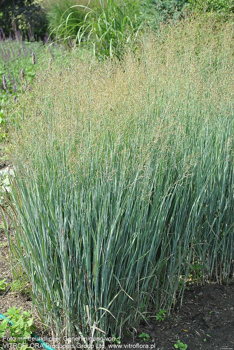 Bläuliche Ruten-Hirse 'Heavy Metal' (Panicum virgatum)