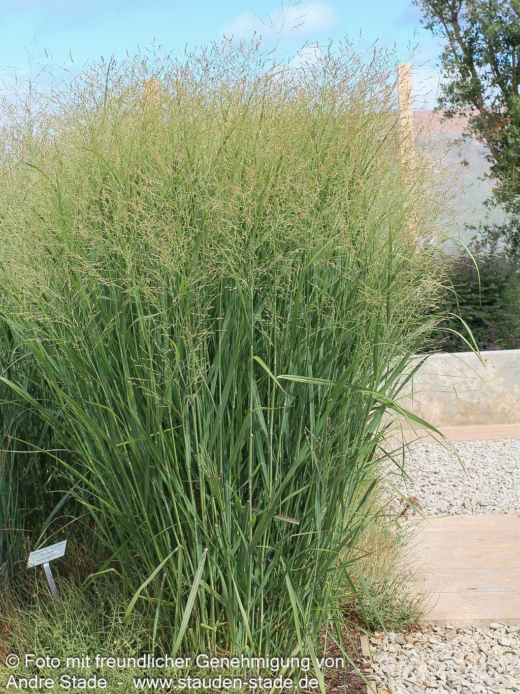 Bläuliche Ruten-Hirse 'Heavy Metal' (Panicum virgatum)