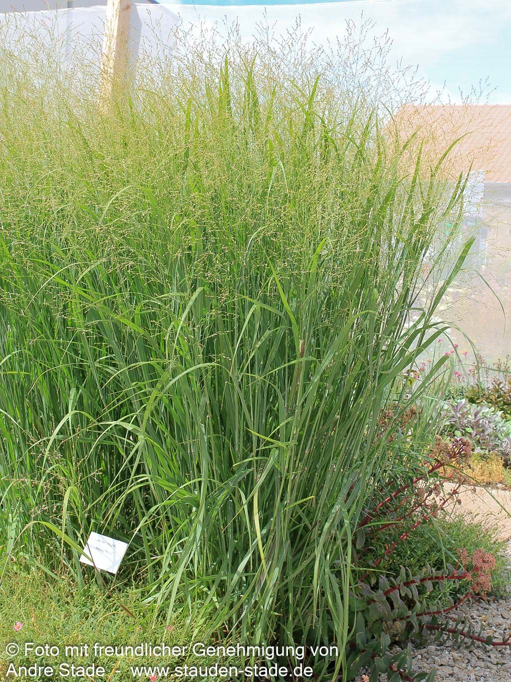 Bläuliche Ruten-Hirse 'Heavy Metal' (Panicum virgatum)