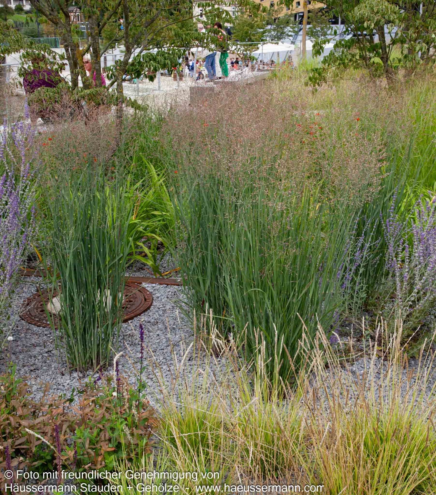 Bläuliche Ruten-Hirse 'Heavy Metal' (Panicum virgatum)
