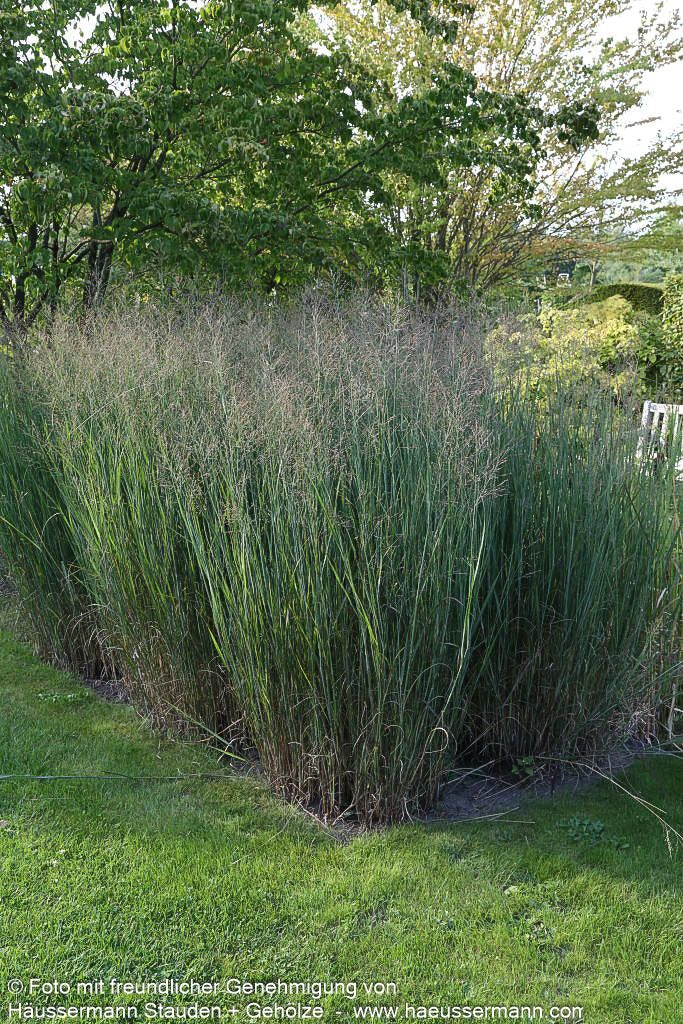 Bläuliche Ruten-Hirse 'Heavy Metal' (Panicum virgatum)