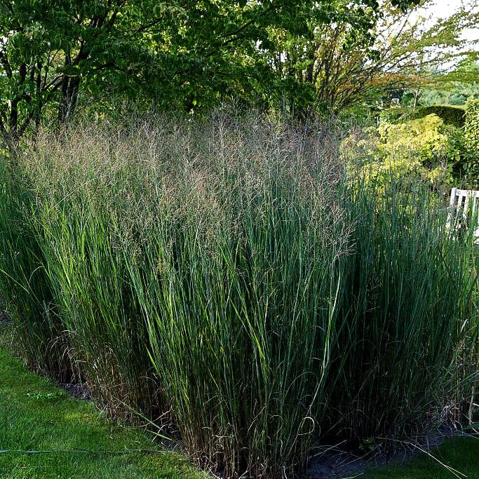 Bläuliche Ruten-Hirse 'Heavy Metal' (Panicum virgatum)