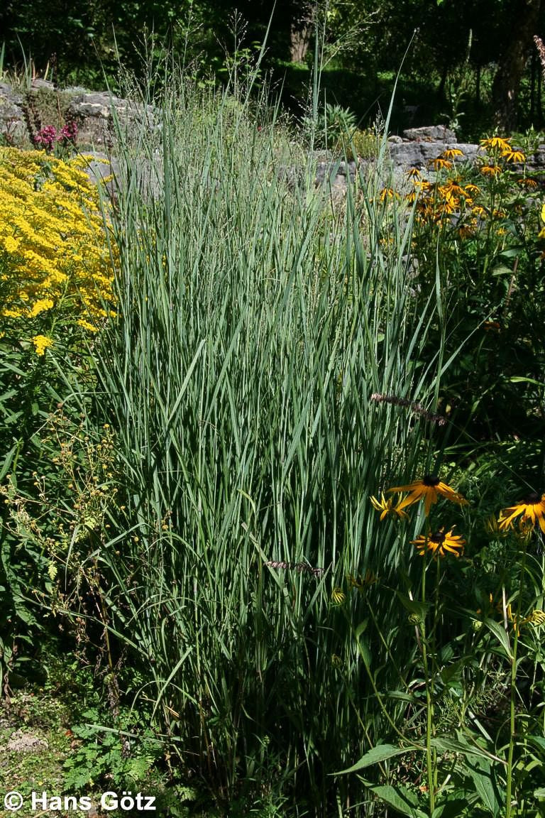Bläuliche Ruten-Hirse 'Heavy Metal' (Panicum virgatum)
