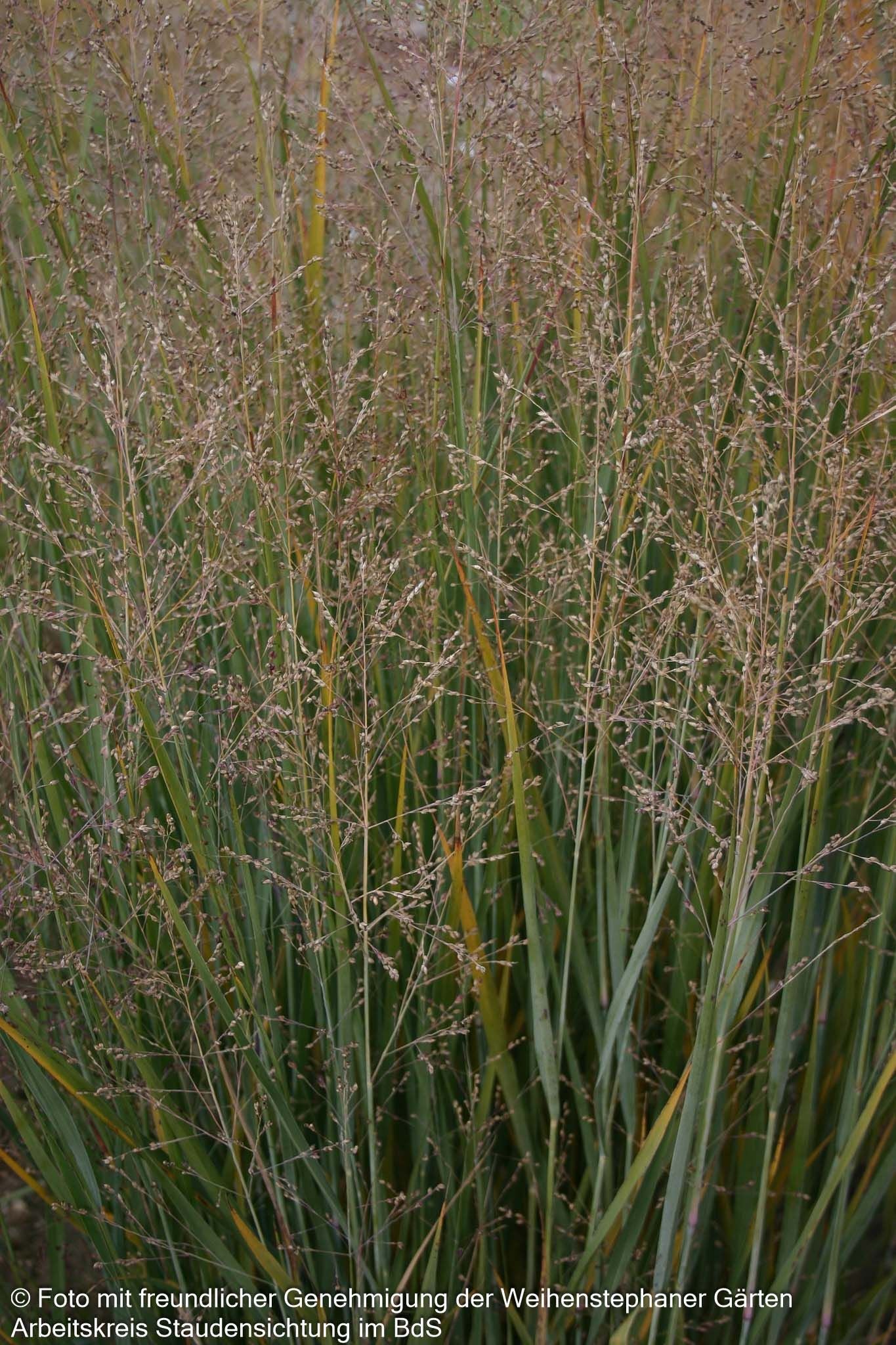 Bläuliche Ruten-Hirse 'Heavy Metal' (Panicum virgatum)