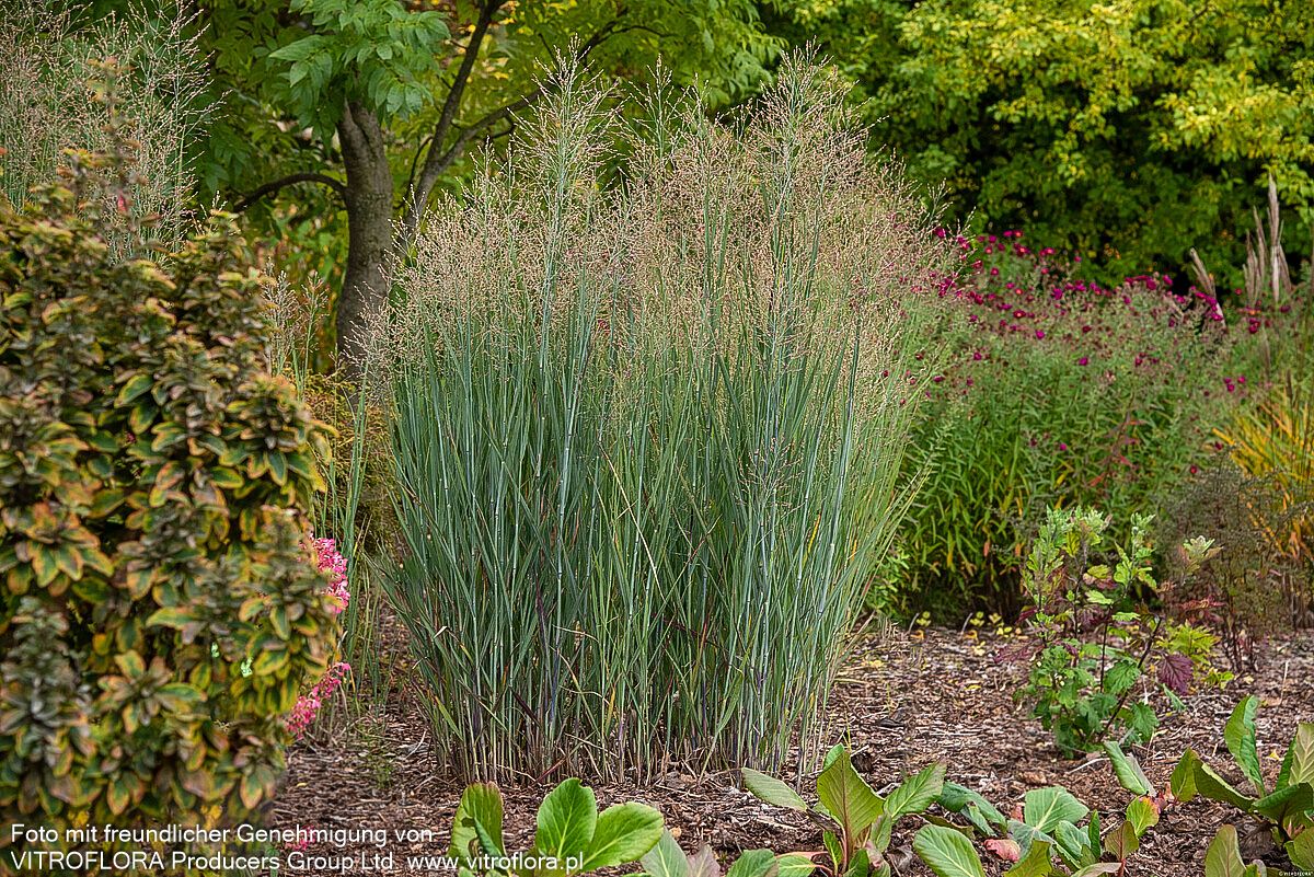 Bläuliche Ruten-Hirse 'Heavy Metal' (Panicum virgatum)