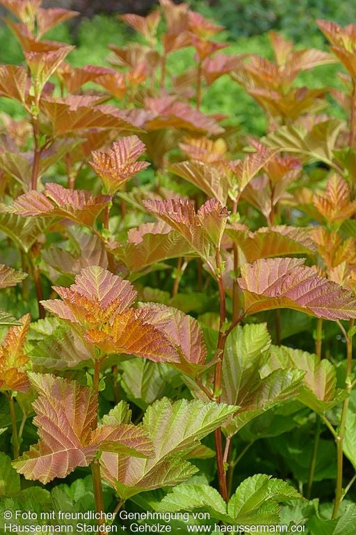 Blasenspiere 'Amber Jubilee' (Physocarpus opulifolius)