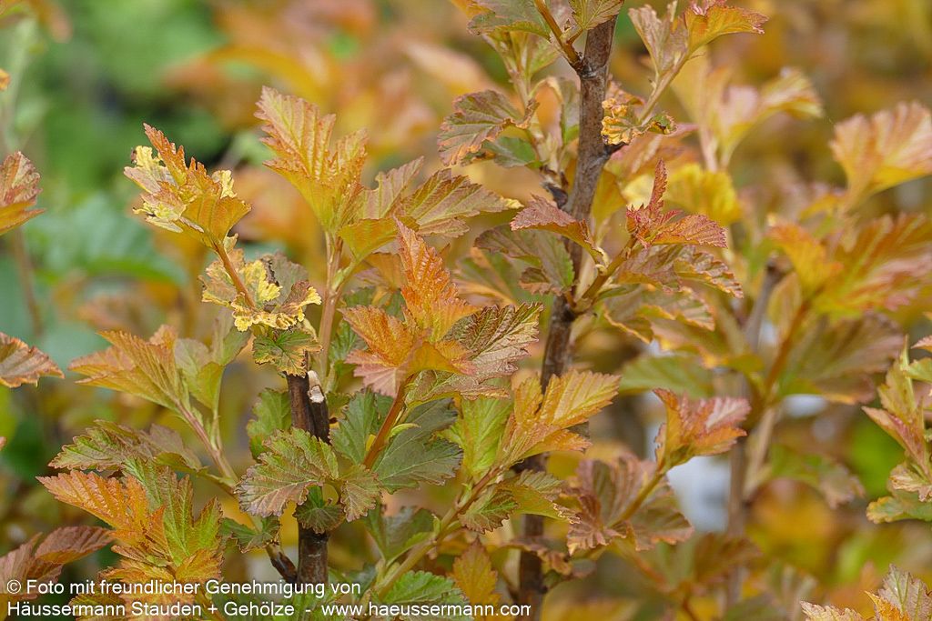 Blasenspiere 'Amber Jubilee' (Physocarpus opulifolius)