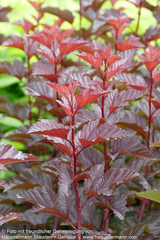 Blasenspiere 'Andre' (Physocarpus opulifolius)