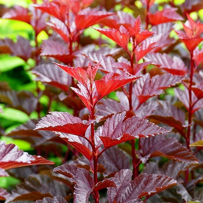Blasenspiere 'Andre' (Physocarpus opulifolius)