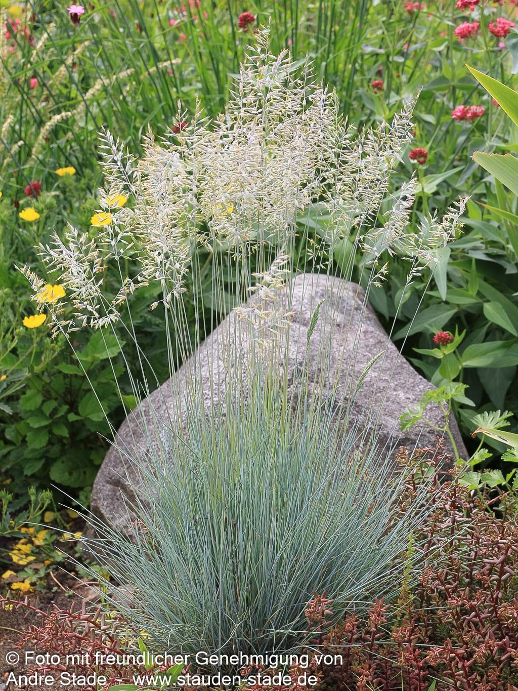 Blau-Schwingel 'Azurit' (Festuca cinerea)