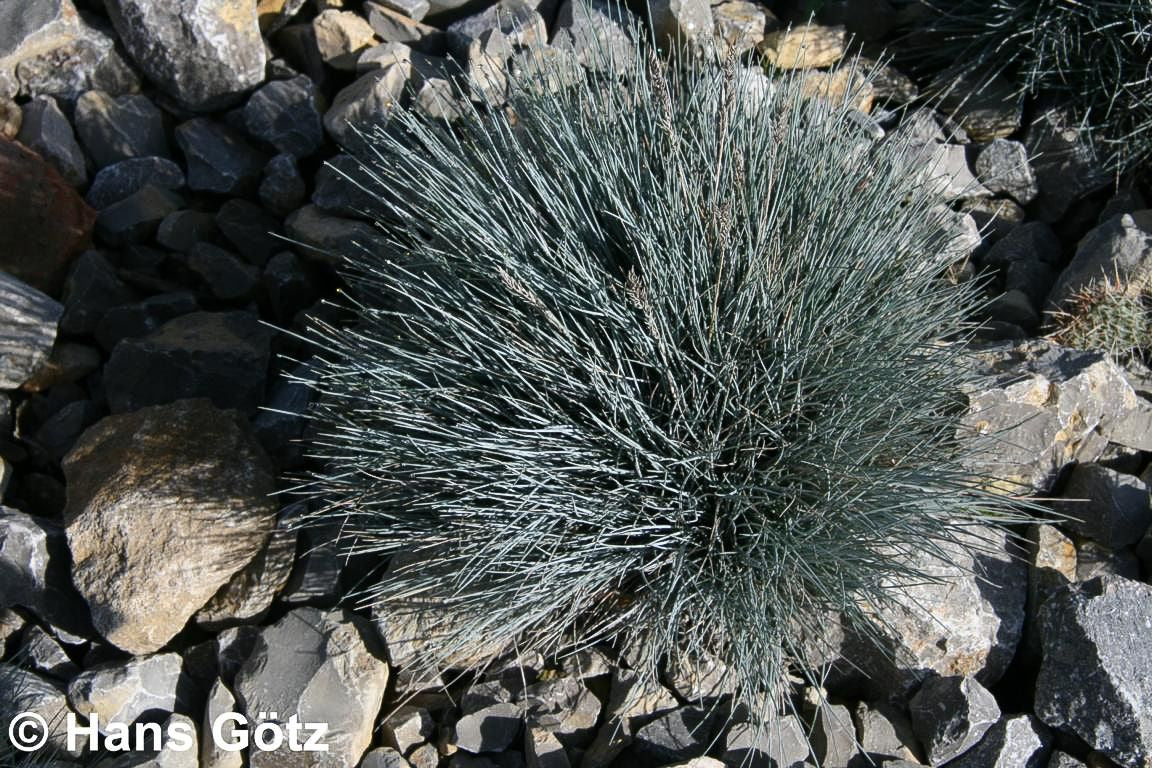 Blau-Schwingel 'Azurit' (Festuca cinerea)