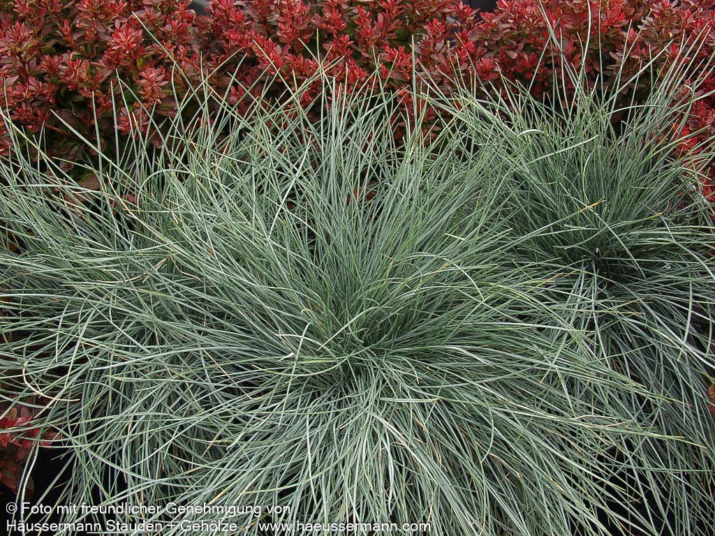 Blau-Schwingel 'Elijah Blue' (Festuca cinerea)