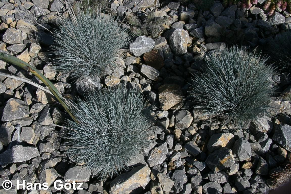 Blau-Schwingel 'Elijah Blue' (Festuca cinerea)