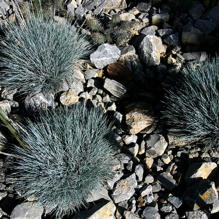 Blau-Schwingel 'Elijah Blue' (Festuca cinerea)