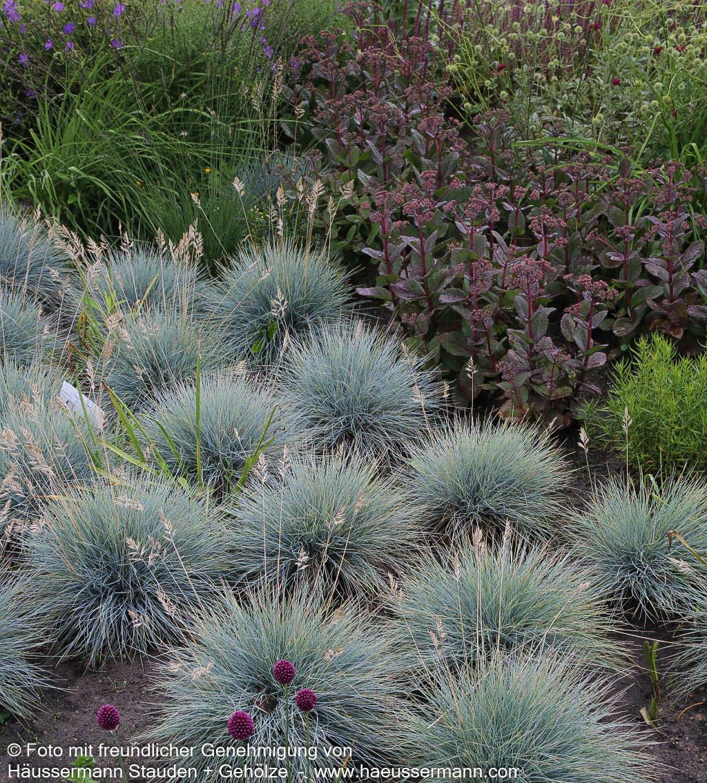 Blau-Schwingel (Festuca cinerea)