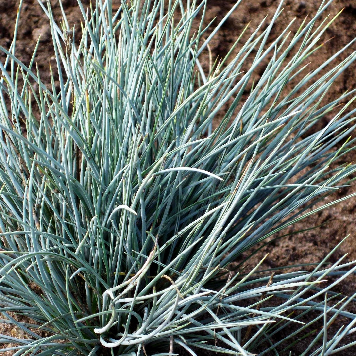 Blau-Schwingel 'Silberreiher' (Festuca cinerea)