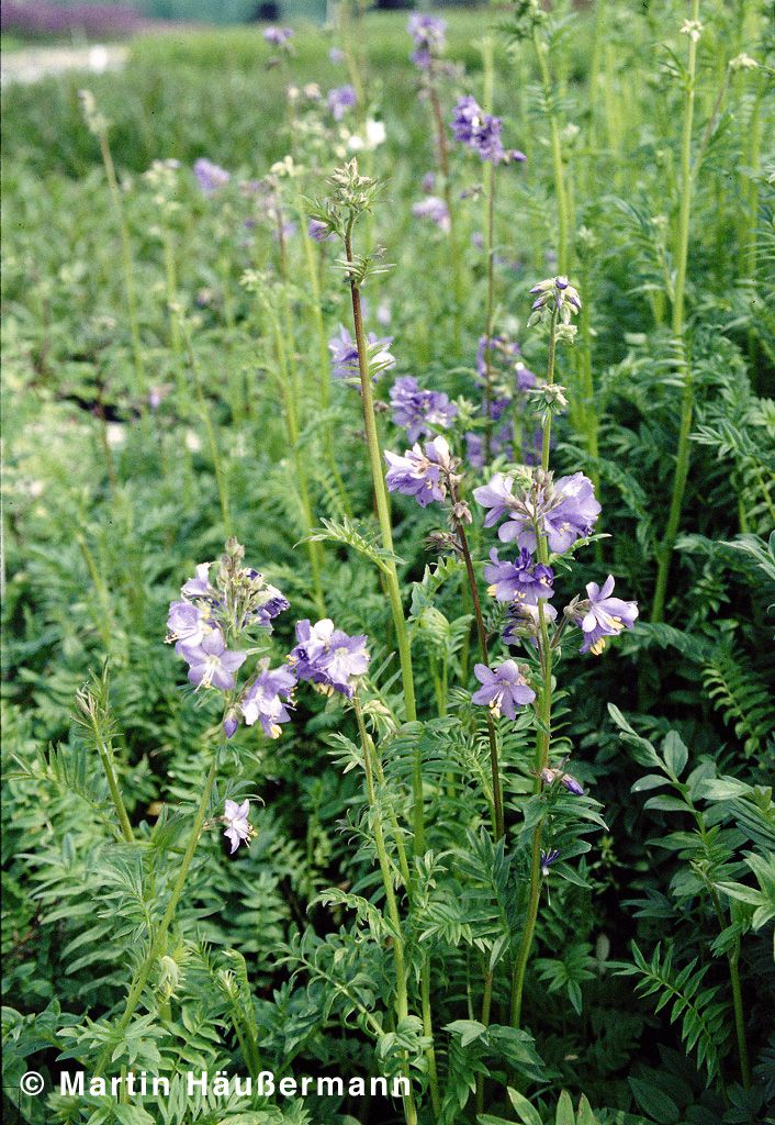 Blaublühende Jakobsleiter (Polemonium caeruleum)