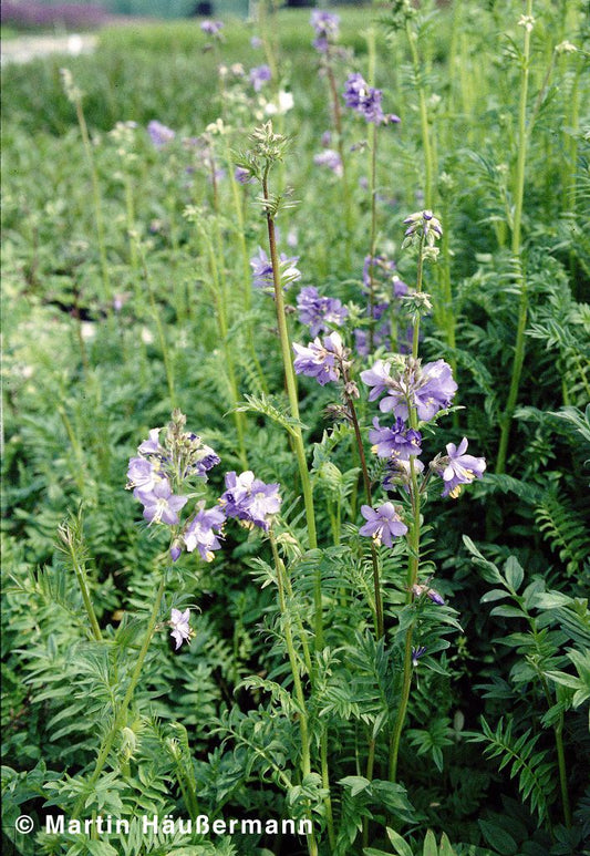 Blaublühende Jakobsleiter (Polemonium caeruleum)