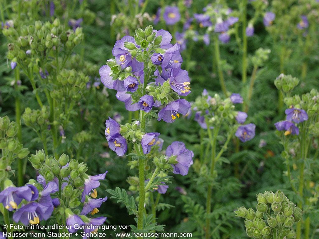Blaublühende Jakobsleiter (Polemonium caeruleum)
