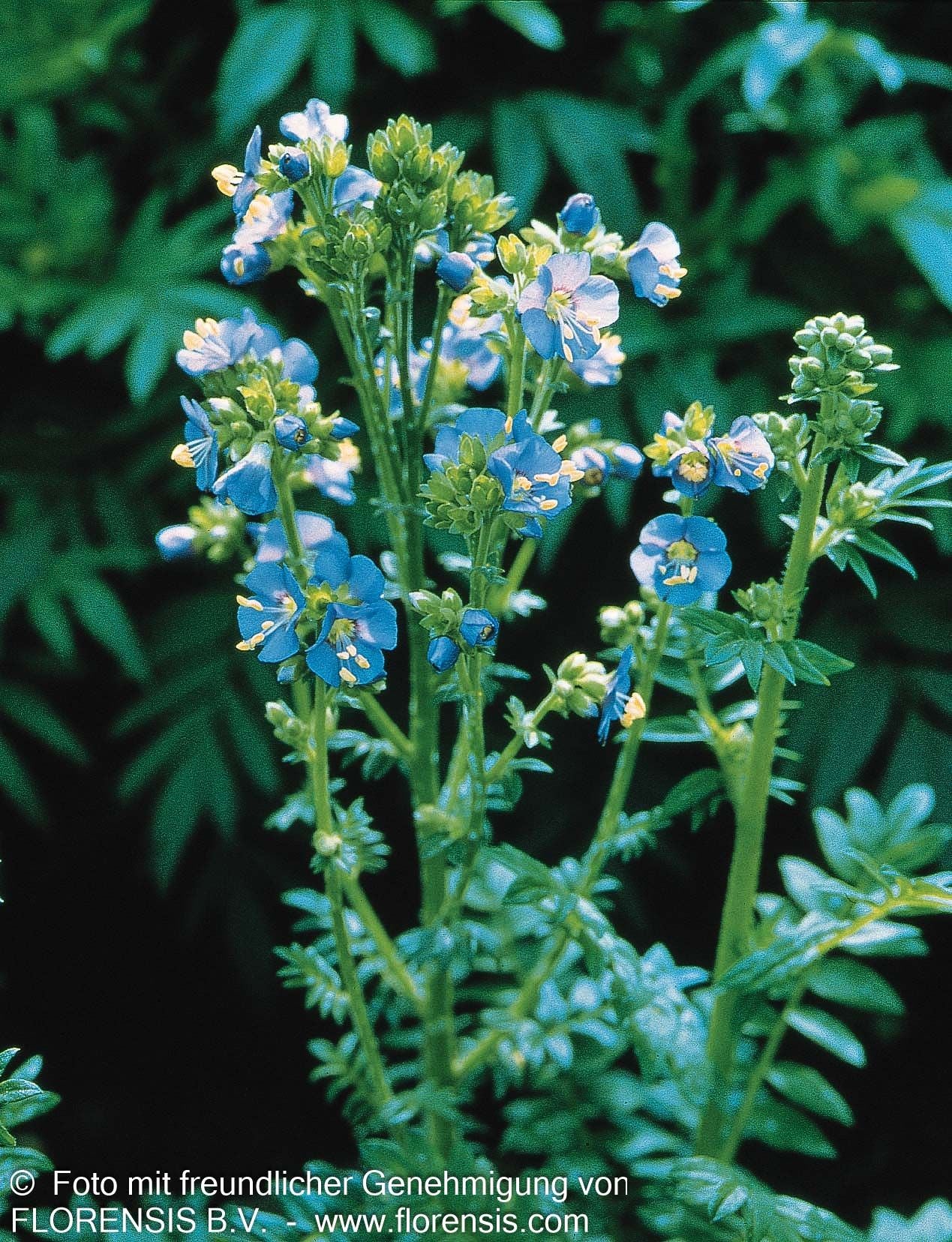 Blaublühende Jakobsleiter (Polemonium caeruleum)