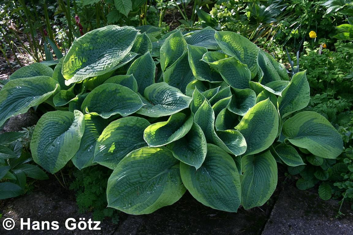 Blaue Gelbrand-Funkie 'Frances Williams' (Hosta sieboldiana)