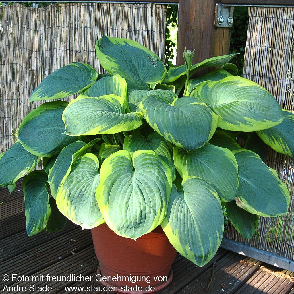 Blaue Gelbrand-Funkie 'Frances Williams' (Hosta sieboldiana)