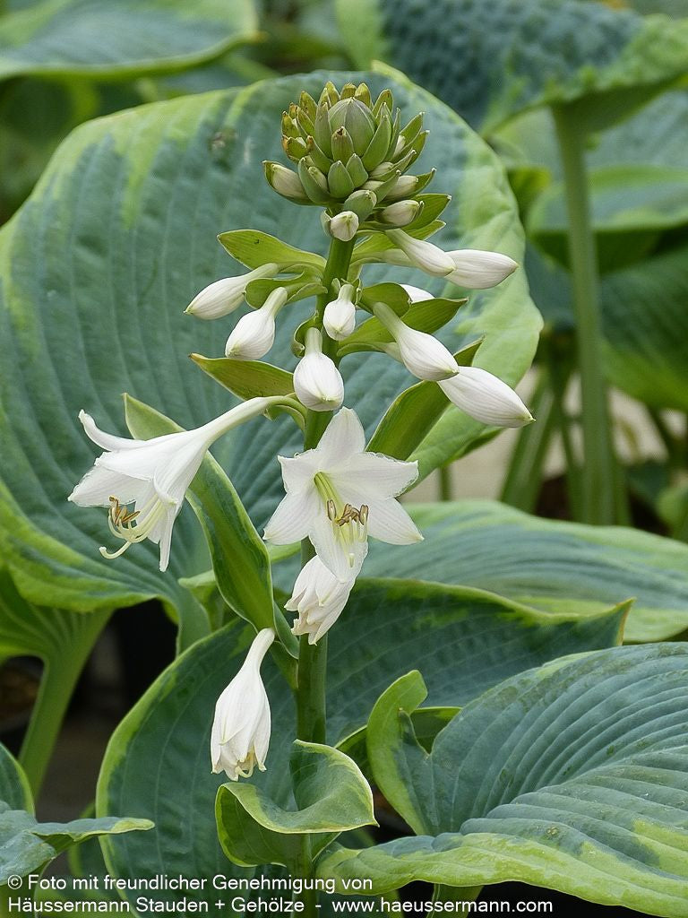 Blaue Gelbrand-Funkie 'Frances Williams' (Hosta sieboldiana)