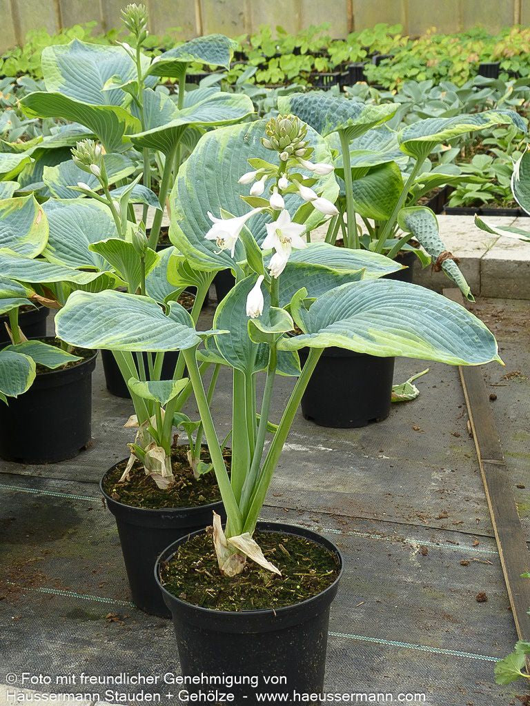 Blaue Gelbrand-Funkie 'Frances Williams' (Hosta sieboldiana)