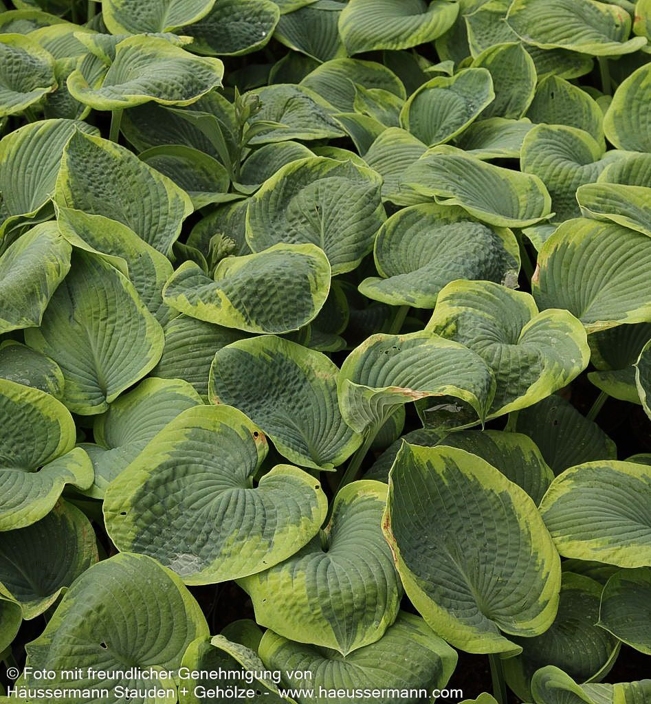 Blaue Gelbrand-Funkie 'Frances Williams' (Hosta sieboldiana)
