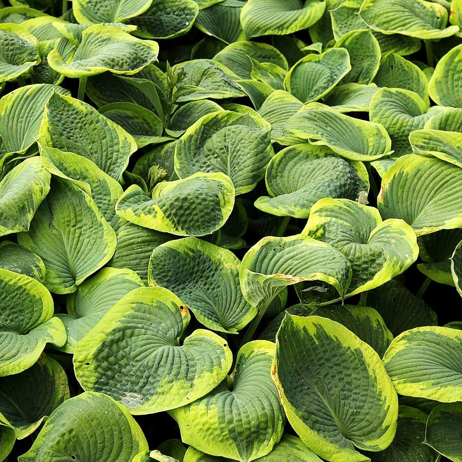 Blaue Gelbrand-Funkie 'Frances Williams' (Hosta sieboldiana)