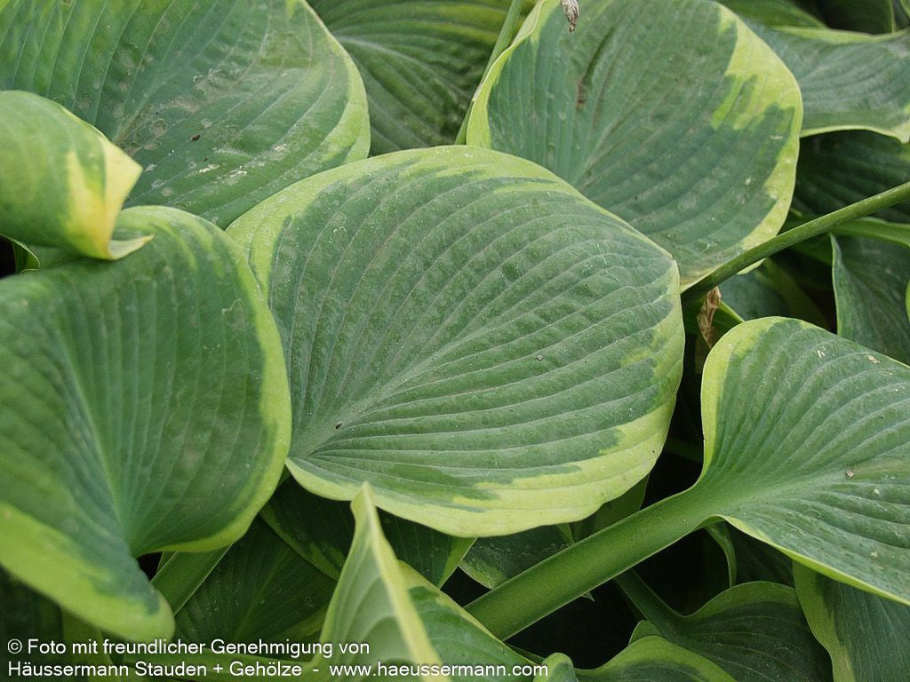 Blaue Gelbrand-Funkie 'Frances Williams' (Hosta sieboldiana)