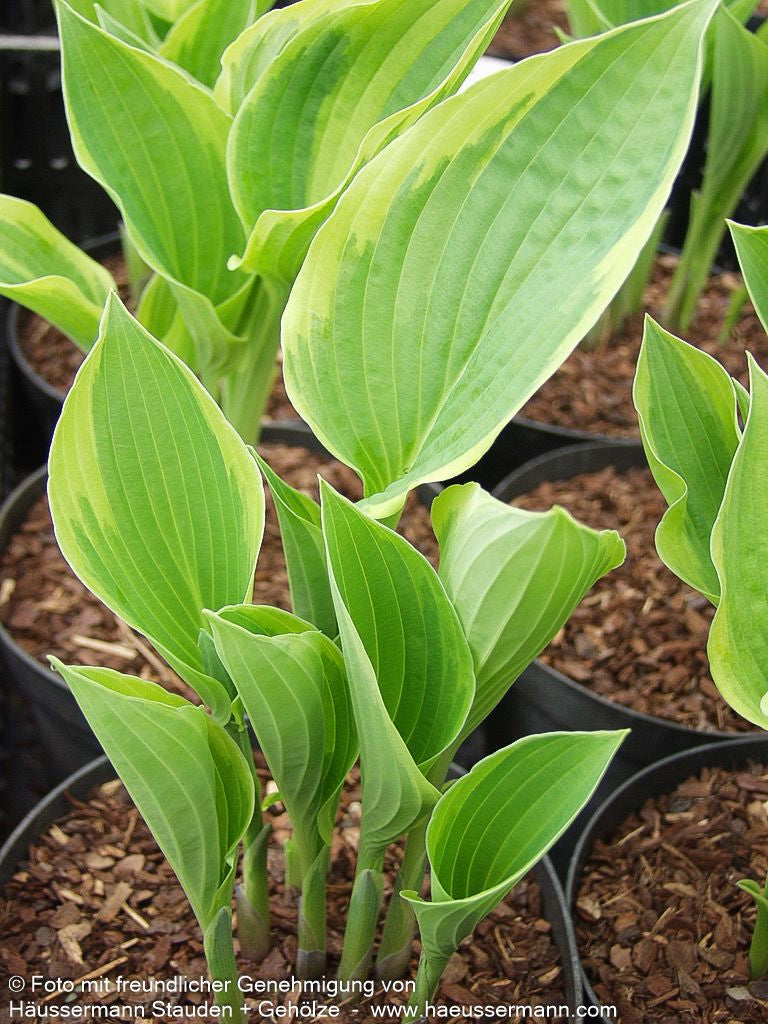 Blaue Gelbrand-Funkie 'Frances Williams' (Hosta sieboldiana)