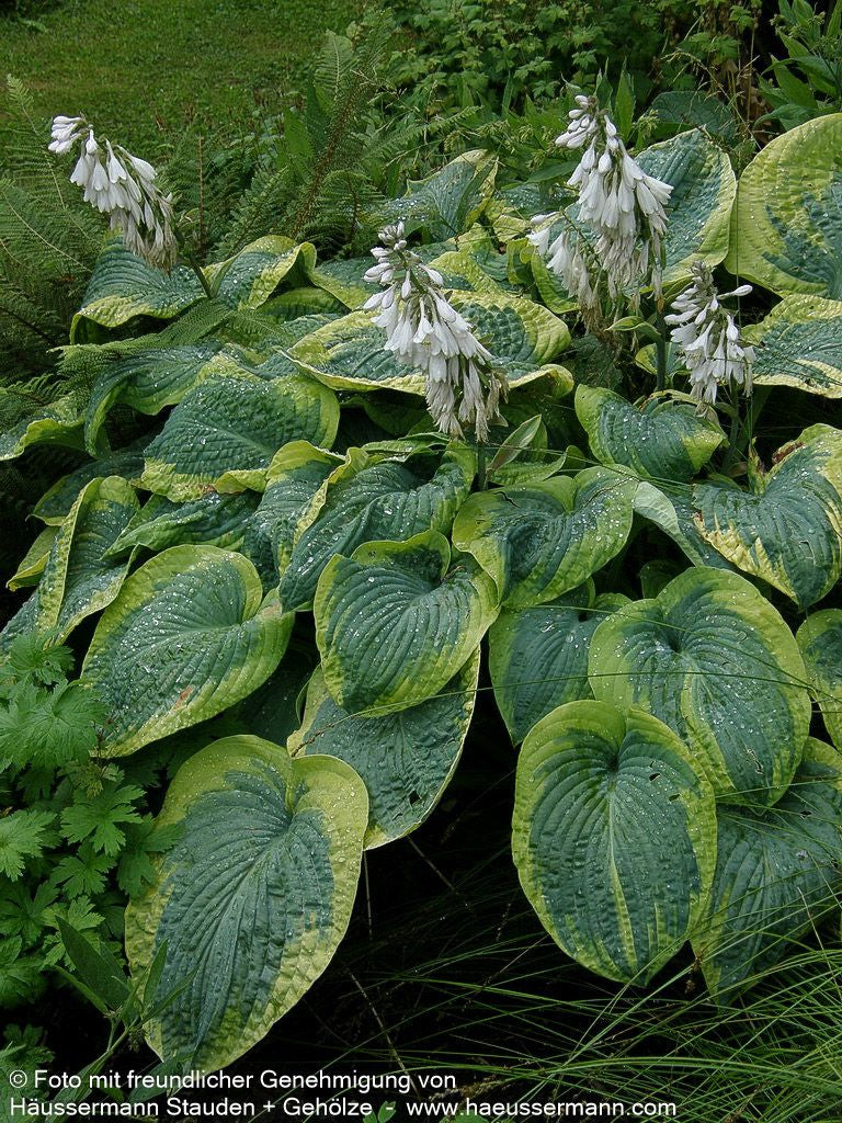 Blaue Gelbrand-Funkie 'Frances Williams' (Hosta sieboldiana)