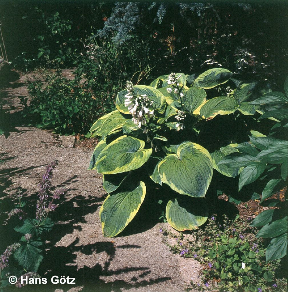Blaue Gelbrand-Funkie 'Frances Williams' (Hosta sieboldiana)