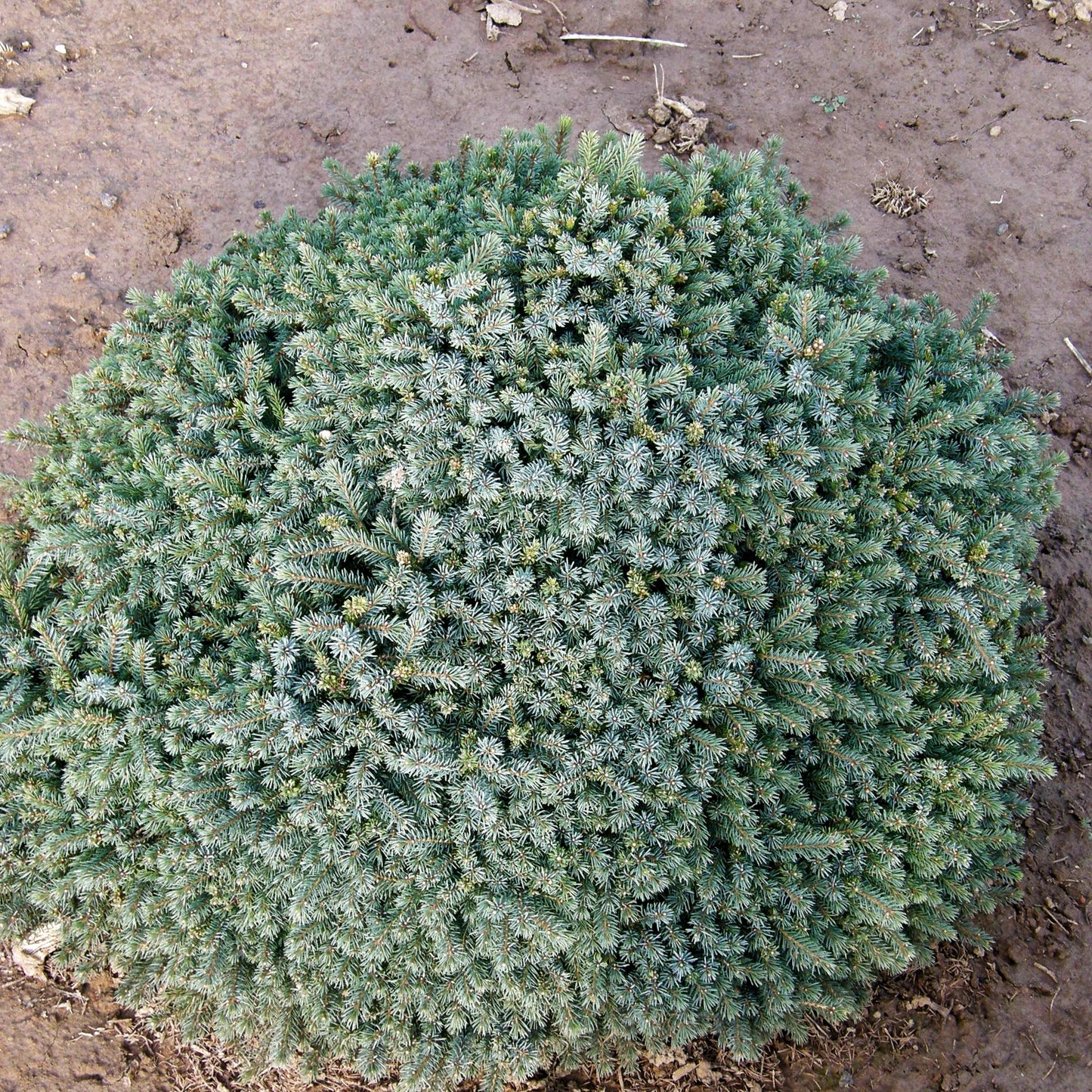 Blaue Igel-Fichte 'Echiniformis' (Picea glauca)