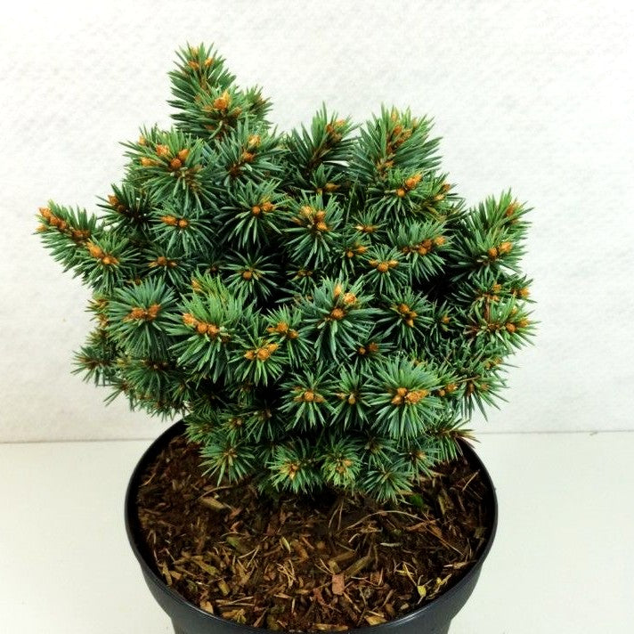Blaue Kissenfichte 'Brynek' (Picea pungens)