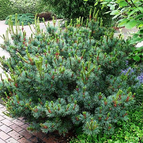 Blaue Kriech-Kiefer 'Glauca' (Pinus pumila)