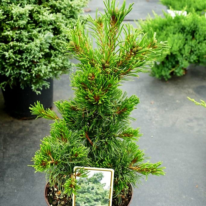 Blaue Mädchen-Kiefer 'Schoon's Bonsai' (Pinus parviflora)