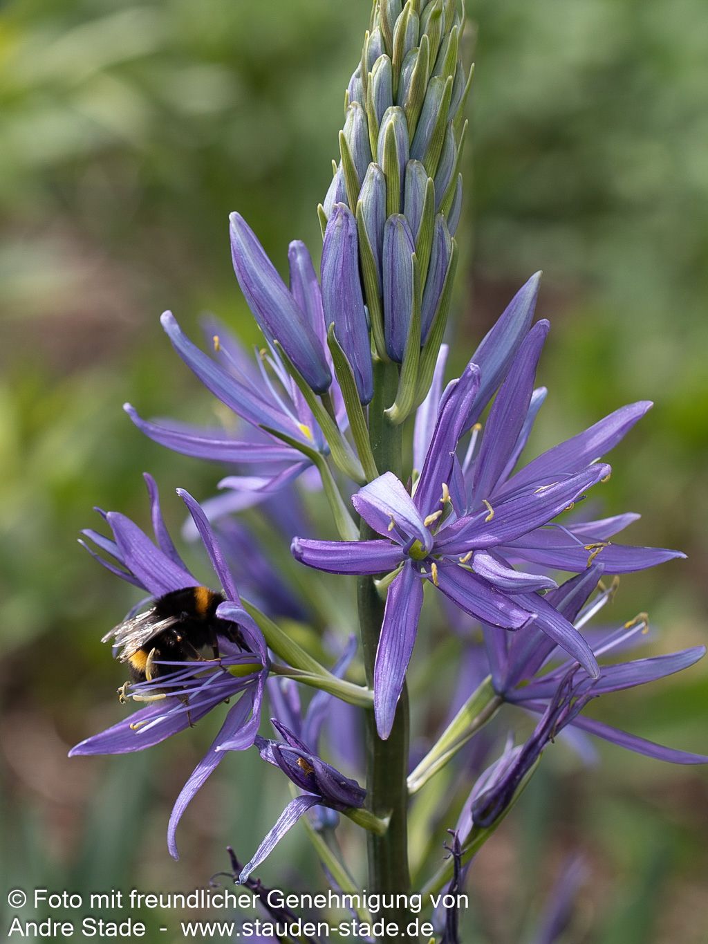 Blaue Prärielilie 'Caerulea' (Camassia leichtlinii)