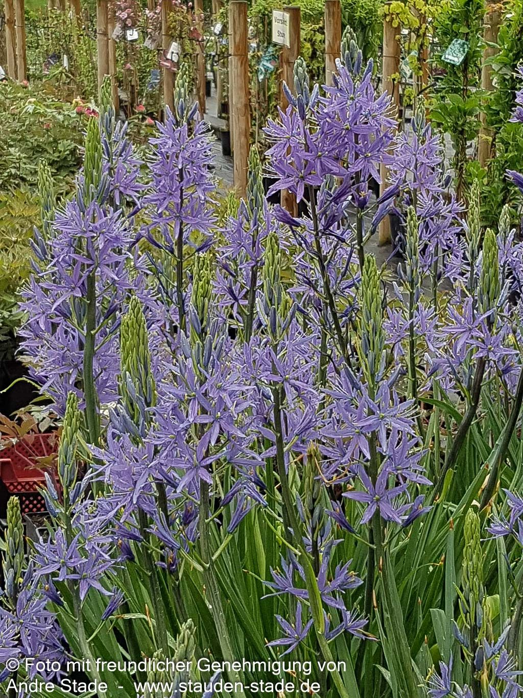 Blaue Prärielilie 'Caerulea' (Camassia leichtlinii)