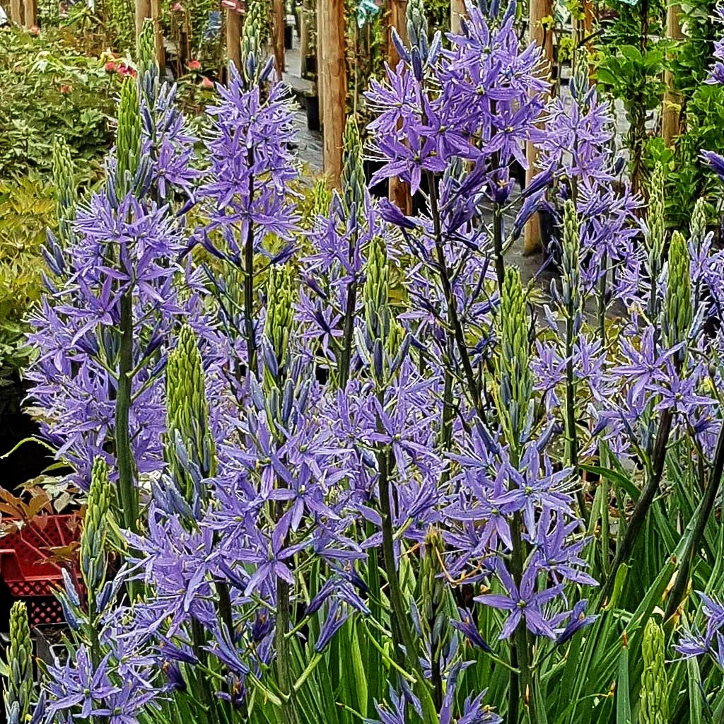 Blaue Prärielilie 'Caerulea' (Camassia leichtlinii)