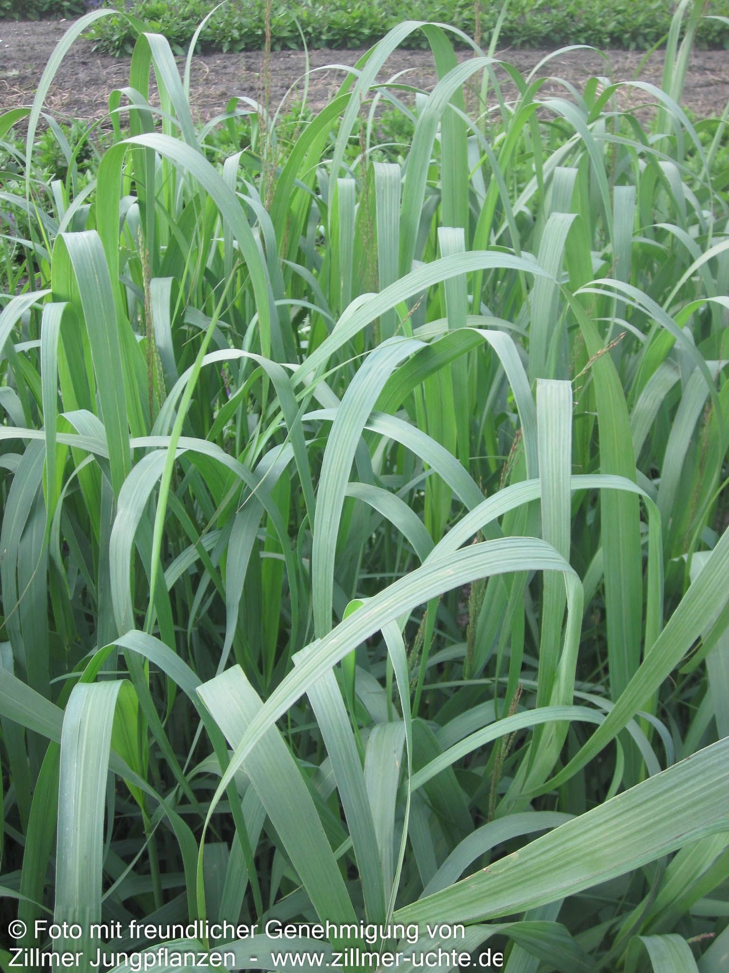 Blaue Ruten-Hirse 'Dallas Blues' (Panicum virgatum)