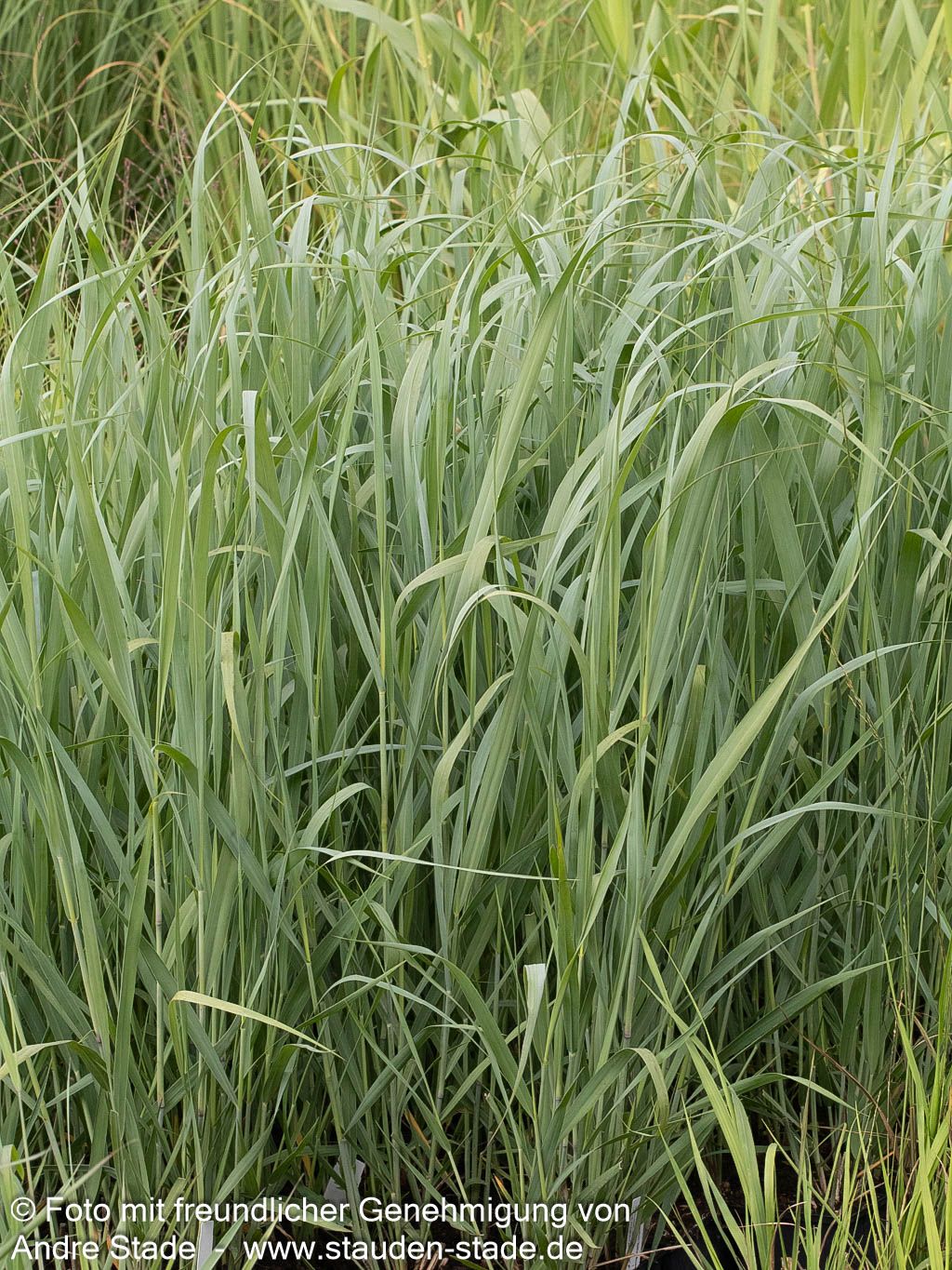 Blaue Ruten-Hirse 'Dallas Blues' (Panicum virgatum)