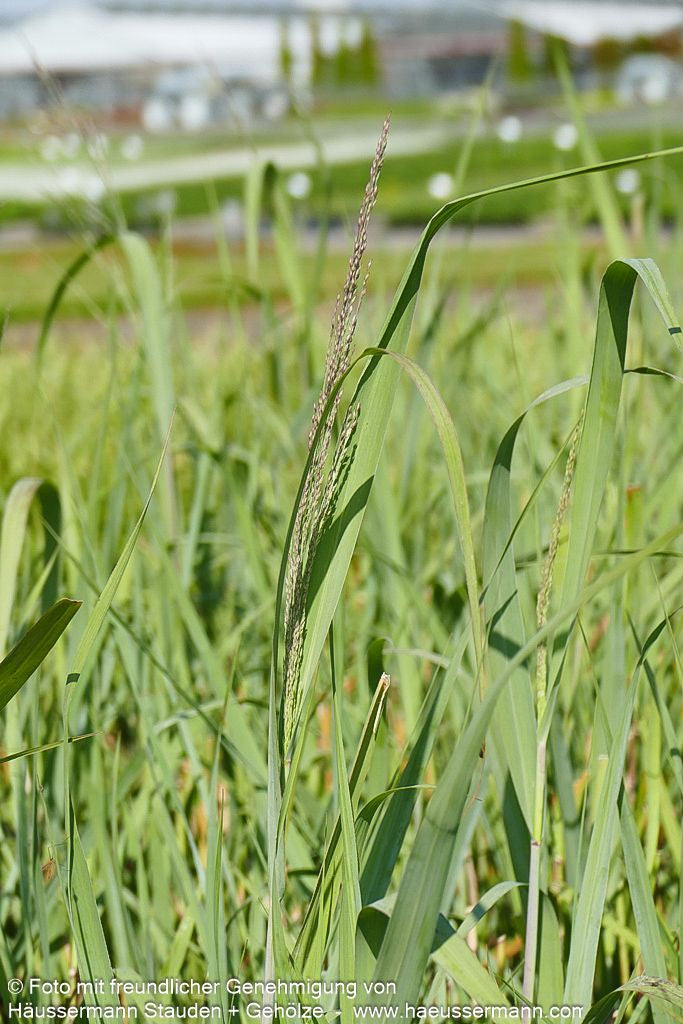 Blaue Ruten-Hirse 'Dallas Blues' (Panicum virgatum)